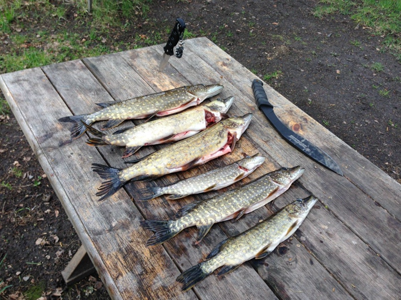 Олег Паничевский | Санкт-Петербург
