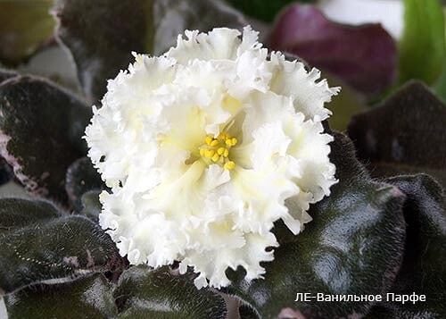 Юлия Тимошина | Саранск