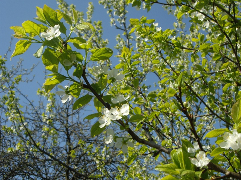 Галина Фирсова | Брянск