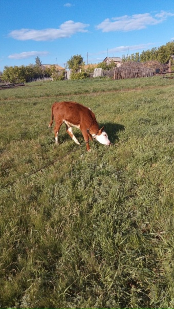 Продам бычка,два с половиной месяца,породы герефорд, находится в селе Зелёная Роща 89878754708