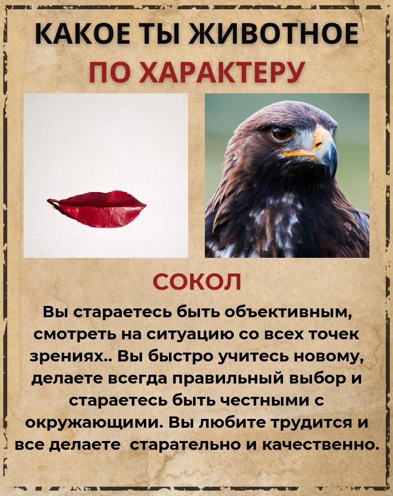 Елена Шипилова |