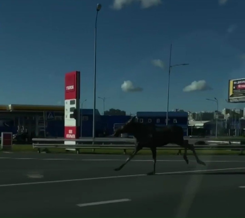 Быстрый лось ул ленина 46 фото Быстрый лось ул ленина 46 фото