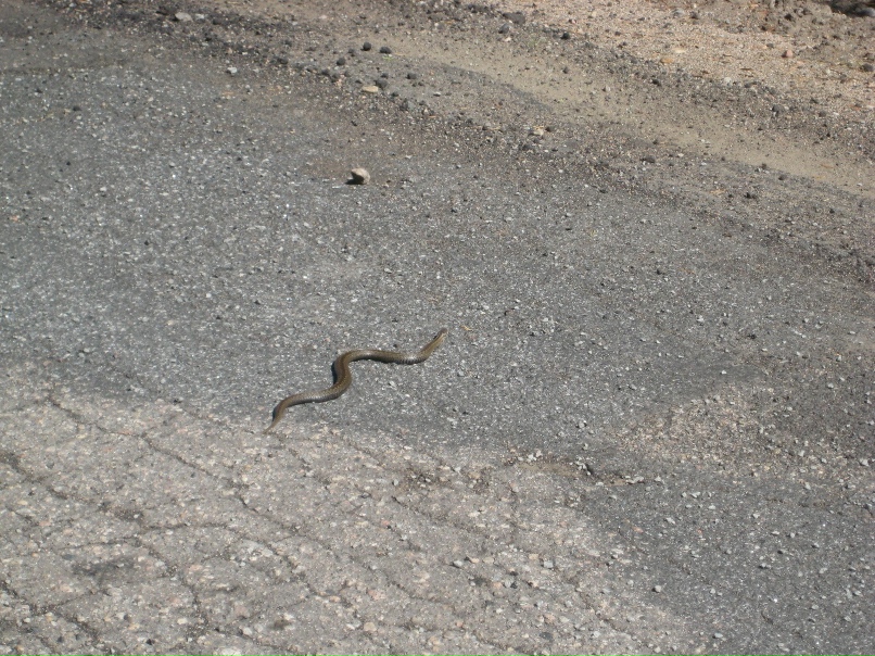 Максим Соколов | Санкт-Петербург