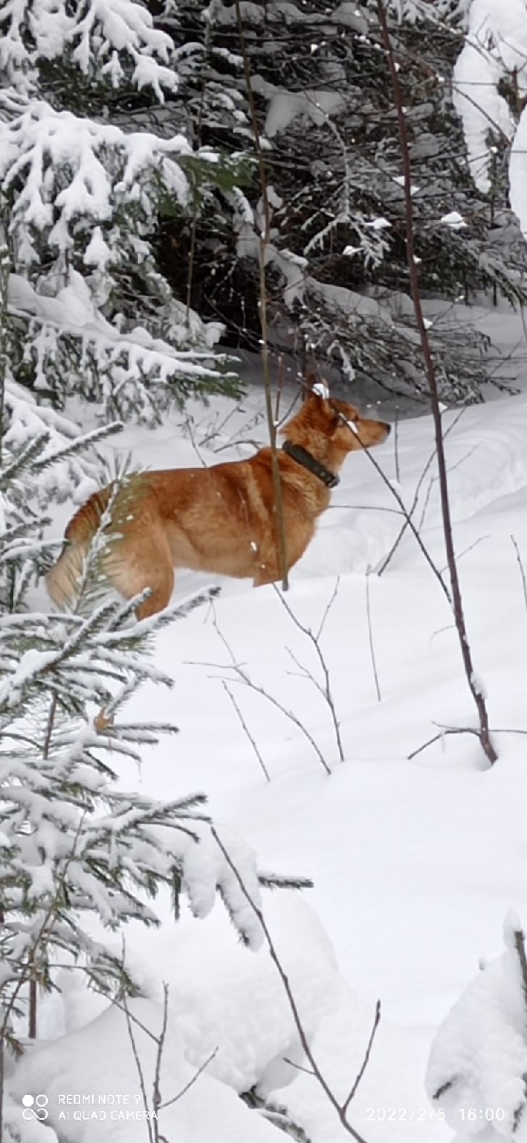 Георгий Мохов | Невьянск