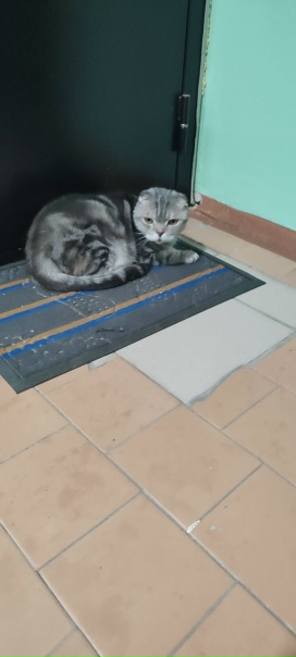 По адресу Ленина 39, 3 подъезд сидит котик или кошечка,...