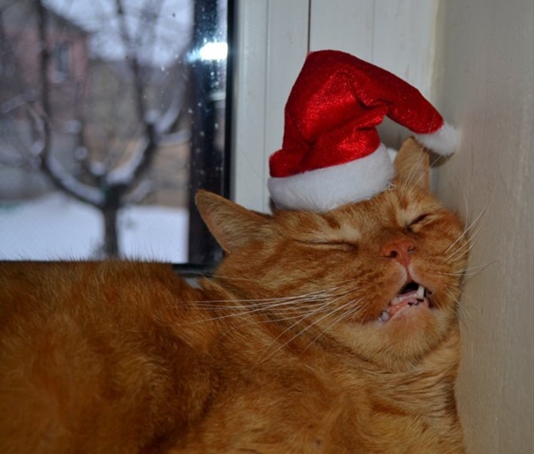 Xmas cat - Просмотреть тему С новым годом!