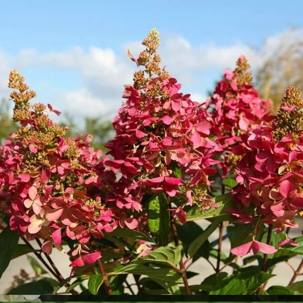 Гортензия Конфетти метельчатая Питомник Веры Глуховой - купить с доставкой по вы