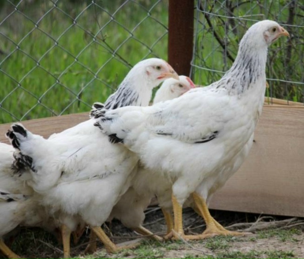 Куры серебристые фото и описание Куры серебристые фото и описание