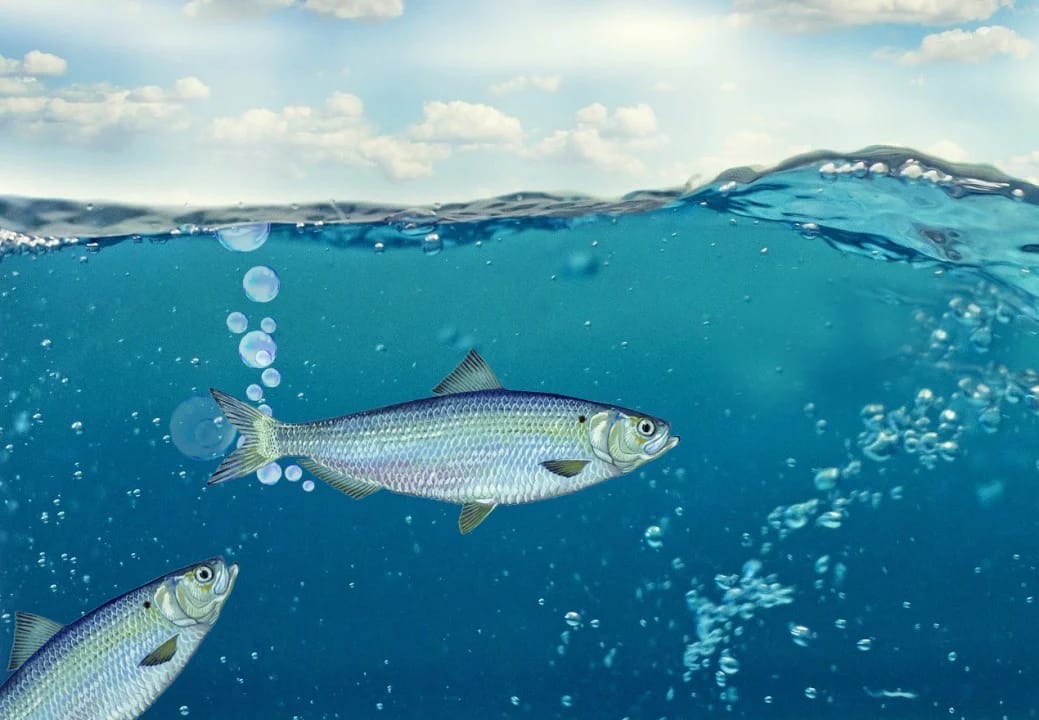 Сельдь в море Сельдь в море