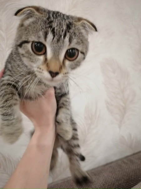 Чья потеряшка, ЛПХ