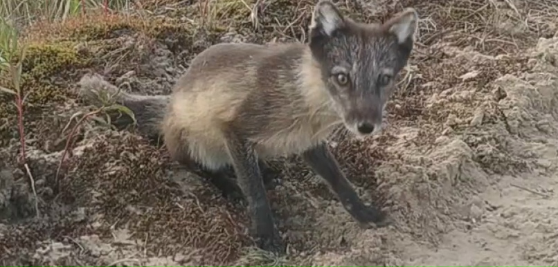Владислав Куприянов |
