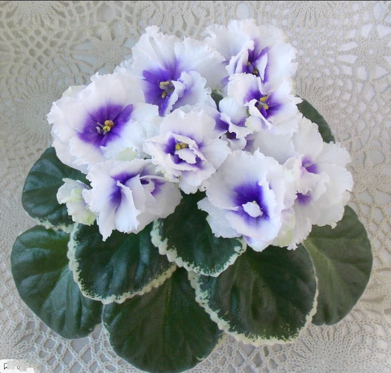 Фиалка (сенполия) ЛЕ-Владимир, в наличии. Цена: 200 ₽ во Владивостоке