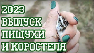 Это насекомое Нет, это птица!