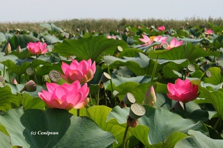 Дельта волги. Орехоносный лотос астраханский заповедник. Лотосовые поля в дельте волги. Лотус астрахань. Лотус астрахань.