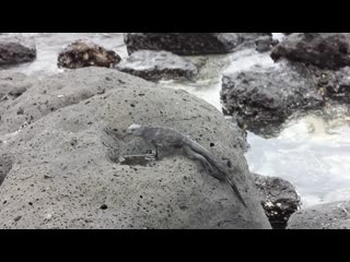 Iguana marina. Playa Tortuga Bay. Isla Santa Cruz. Galpagos. Морская игуана. Галапагосы. 2/3