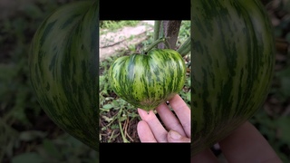 Самый лучший томат в мире 2024 г.!Высокоурожайный и сладкий томат сорта РАДУЖНЫЙ СЕРДЦЕВИДНЫЙ ДЖАЗ!