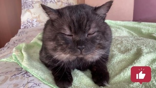 Домашний, спокойный влог от МЫРА.