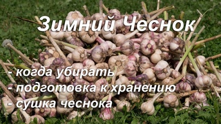 Уборка зимнего чеснока 12 августа 2017
