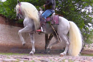 ALGUNOS CABALLOS DE RANCHO EL AGUAJE