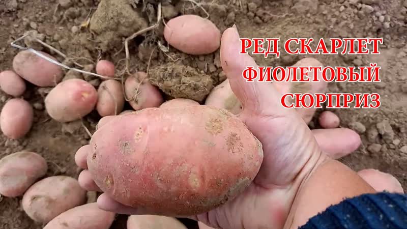 Урожай из миниклубней: сорта Ред Скарлетт, Фиолетовый. Сорт