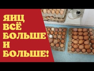 Яйценоскость растёт с каждым днём | ЛПХ Курочка