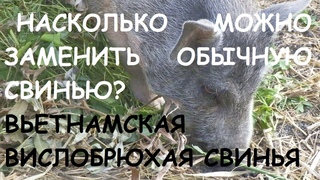 Вьетнамская вислобрюхая свинья: заводить или нет без приукрашивания