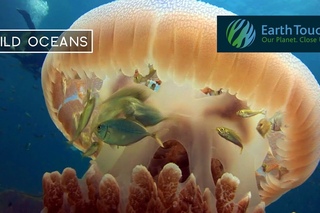 Jellyfish becomes a floating safehouse for tiny fish!