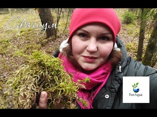 В лес за сфагнумом.