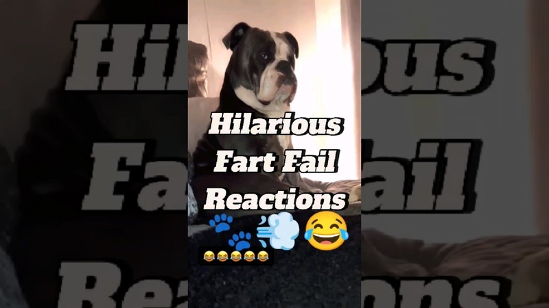 Pets vs. Farts: Hilarious Fart Fail Reactions Compilation, funny, funnypets, fartprank,