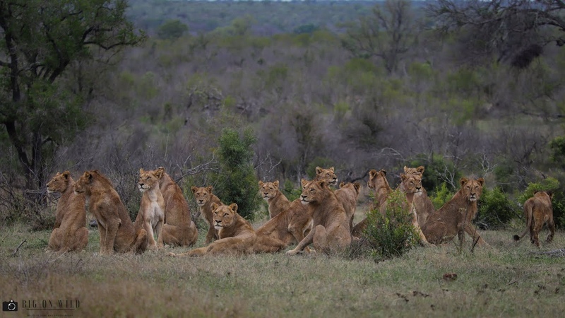 The Biggest Lion Pride in the Kruger National