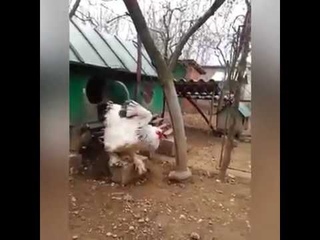Этот огромный петух покорил пользователей соцсетей
